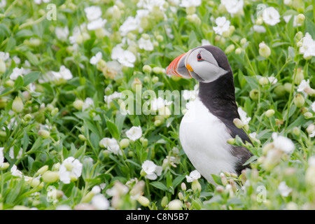 Papageitaucher (Fratercula arctica) unter Meer Campion Stockfoto