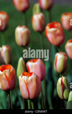 Tulipa Tulpe Menton rosa rose Orangetöne späten Gruppe Einzelblüten Frühling Blume Blüte Blüte Stockfoto