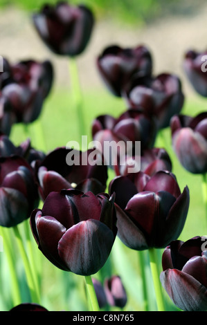 Tulpe Tulipa schwarz dunkle Königin der Nacht spät Einzelgruppe Frühling Blume Blüte Blüte Stockfoto