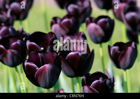 Tulpe Tulipa schwarz dunkle Königin der Nacht spät Einzelgruppe Frühling Blume Blüte Blüte Stockfoto