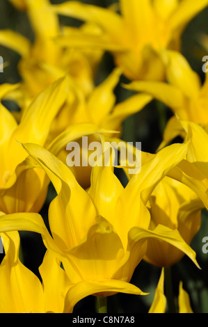 Tulpe Tulipa gelbe Westpoint Lilie geblüht Gruppe Frühling Blume Blüte Blüte Stockfoto