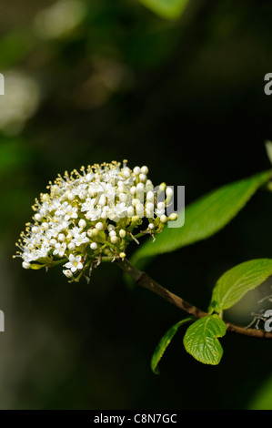 Viburnum Molle Kentucky Viburnum Softleaf Arrowwood weiß blüht spät Frühling Blumen Trugdolden Doldentraube Blütenstand Stockfoto