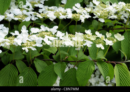 Viburnum Plicatum Yabudemari Oodemari Blumen flachen Doldentrauben zentralen Cluster fruchtbaren gelblich-weißen Blüten Stockfoto