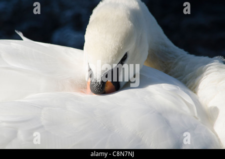 Schwan, schlafen Stockfoto