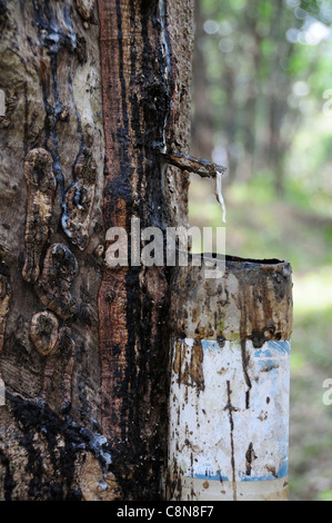 Sammeln von Sap zu Kautschuk zeigt Sap tropft aus einem Gummibaum in einen Tropf-Topf in den Ausläufern der Kerala, Südindien Stockfoto