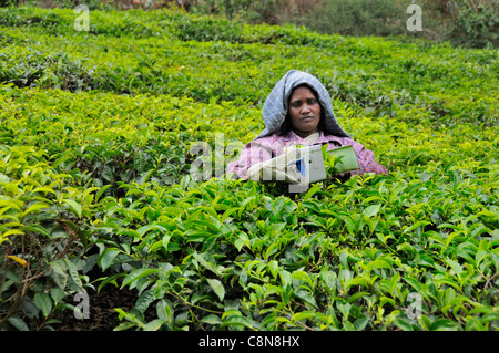 Tee-Picker Blätter Ausschneiden der Teebüsche und sammeln in der Teeplantage in den Ausläufern der Nähe von Vandiperiya, Kerala, Indien Stockfoto