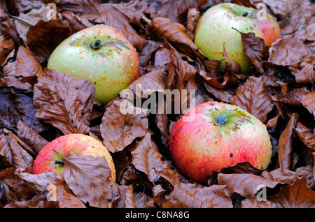 Windfall Äpfel auf Blätter Blatt Abdeckung bedeckt Boden Herbst fallen Früchte Obsternte Zeitraum Stockfoto