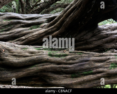 alten Taxus Baccata Eibe alte verdreht verzogene gebogenen Stamm glatte Rinde immergrünen Zweigen Stamm schattigen Schatten Stockfoto