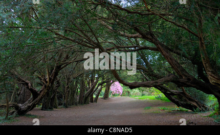 alten Taxus Baccata Eibe gesäumten Allee Weg Weg alte immergrüne Zweige Stamm schattigen Schatten Kilmacurragh Arboretum wicklow Stockfoto