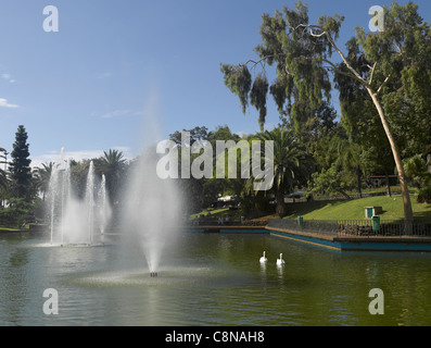 Schwäne auf dem See neben dem Brunnen Brunnen in Der öffentliche Garten im Santa Catarina Park Funchal Madeira Portugal EU Europa Stockfoto