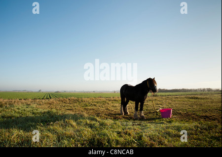 Zigeuner Pferd angebunden in einem Feld in der Fens Cambridgeshire England Stockfoto