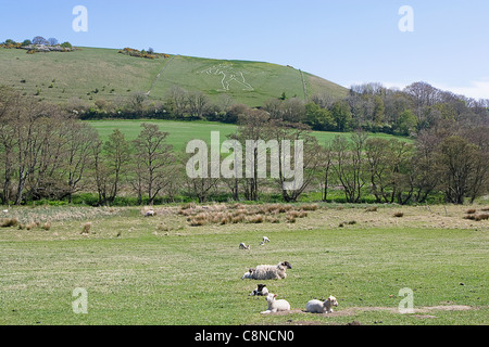 Großbritannien, England, Dorset, Cerne Abbas, Ansicht von der Cerne Abbas Giant (Kreide Carven auf Hügel) mit Schafen im Vordergrund Stockfoto