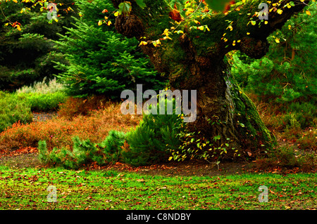 Hazelhead Park und Golfplatz in Aberdeen, fotografiert im Herbst Stockfoto