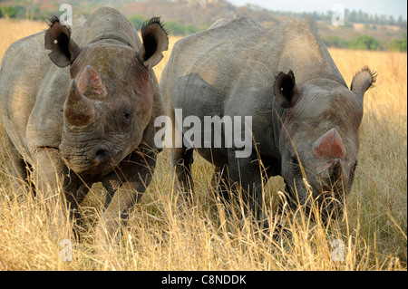 Schwarze Nashörner, die Nahrungssuche im Imire Safari Ranch, Simbabwe, Afrika. Stockfoto