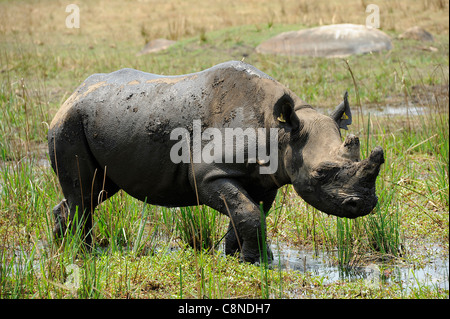 schwarze Nashorn in Imire Saffari Ranch, Simbabwe. Stockfoto