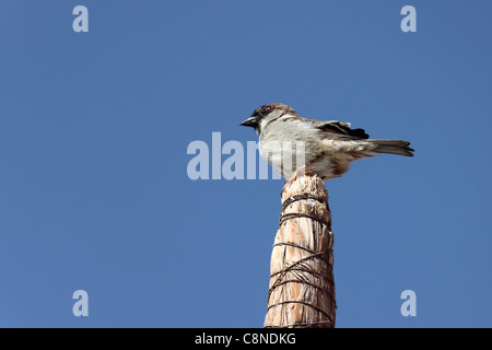 Spatz am Pool Reed Schatten/Sonnenschirm Stockfoto