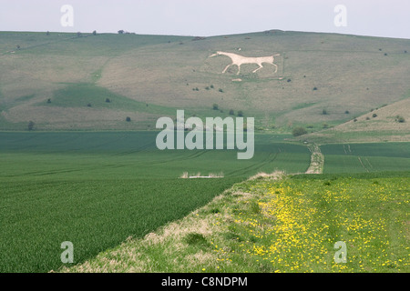 Großbritannien, England, Wiltshire, Vale of Pewsey, Pewsey White Horse Kreidefigur des Schimmels geschnitzt in Hanglage Stockfoto