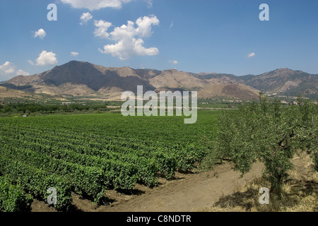 Italien, Sizilien, Weinberge rund um Castiglione di Sicilia Stockfoto