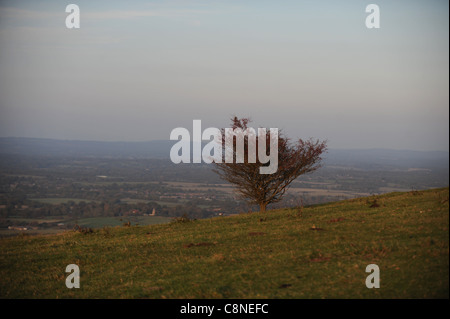 Einsamer Öde Busch entlang der South Downs Way bei Ditchling Beacon in Sussex am späten Nachmittag im Herbst Stockfoto