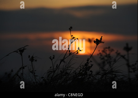 Die Sonne untergeht zwischen dem im Wind wehenden Gras über der Stadt Brighton in Sussex am späten Nachmittag im Herbst Stockfoto