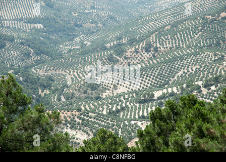 Spanien, Andalusien, Provinz Jaen, Cazorla, Mirador Palomas mit Blick über Tal, mit Olivenbäumen bedeckt Stockfoto