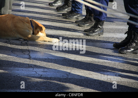 Athen, Griechenland, 28.10.2011 - Student Parade zum griechischen Nationalfeiertag an dem zweiten Weltkrieg. Berühmten Hund "Loukanikos" (Wurst) vor Polizisten. Stockfoto