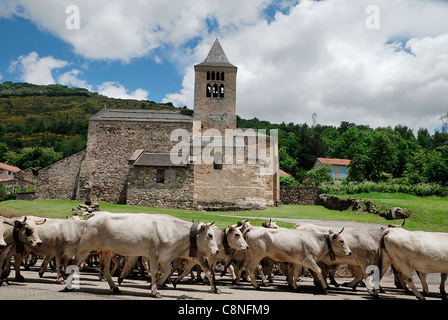 Frankreich, Pyrenäen, Ariege, Kühe zu Fuß unterwegs Stockfoto