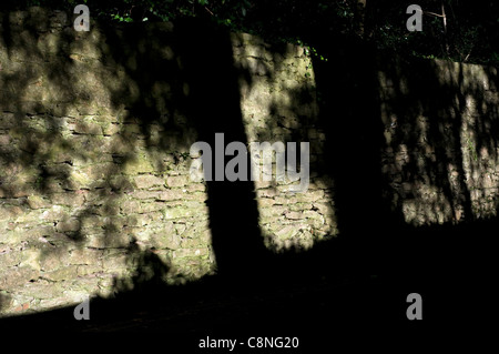 Schatten der Bäume fallen auf Steinmauer, Hintergrund, Schatten, am frühen Nachmittag, Außenbereich, Garten, Hawaii, Blätter, Nähe, nob Stockfoto