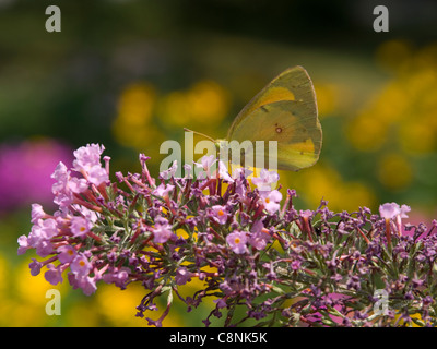 Orange Schwefel (Colias Eurytheme) Schmetterling Fütterung auf Schmetterlingsstrauch (Sommerflieder Davidii) Stockfoto