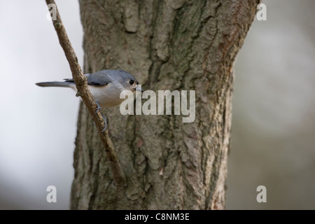 Tufted Meise (Baeolophus bicolor) in einem Baum im Winter. Stockfoto