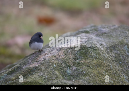 Dunkel-gemustertes Junco (Junco Hyemalis Hyemalis), Schiefer gefärbte Unterart, männlich auf Felsen. Stockfoto