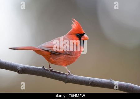 Nördlichen Kardinal (Cardinalis Cardinalis Cardinalis), gemeinsamen Unterart, männlich in perfekte leuchtend roten Gefieder auf Ast im Winter. Stockfoto