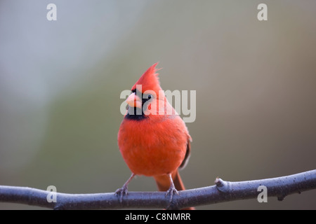 Nördlichen Kardinal (Cardinalis Cardinalis Cardinalis), gemeinsamen Unterart, männlich in perfekte leuchtend roten Gefieder auf Ast im Winter. Stockfoto