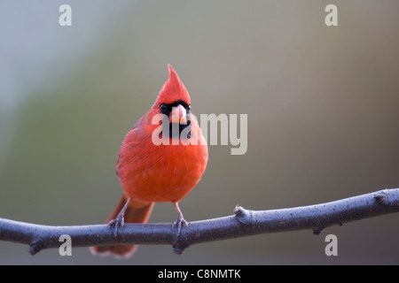 Nördlichen Kardinal (Cardinalis Cardinalis Cardinalis), gemeinsamen Unterart, männlich in perfekte leuchtend roten Gefieder auf Ast im Winter. Stockfoto