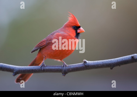 Nördlichen Kardinal (Cardinalis Cardinalis Cardinalis), gemeinsamen Unterart, männlich in perfekte leuchtend roten Gefieder auf Ast im Winter. Stockfoto