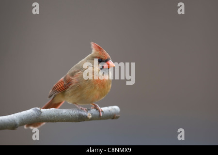 Nördlichen Kardinal (Cardinalis Cardinalis Cardinalis), gemeinsamen Unterart, Weiblich Stockfoto