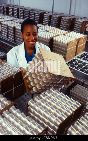 Forscherlehrling Sherri Day inspiziert Entwicklung von Maisohrwurm Puppen, die verwendet werden, um Kontrolle Parasiten für die Freisetzung in das Feld zu produzieren. Stockfoto