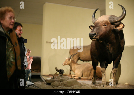 Gefüllte Gaur (Bos Gaurus) gesehen bei Humboldt Museum Fur Naturkunde in Berlin, Deutschland. Stockfoto