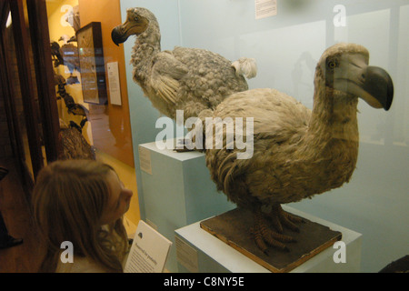 Modelle von zwei Gewürzen ausgestorbener Doden (Raphus cucullatus), ausgestellt im Natural History Museum in London, England, Großbritannien. Stockfoto