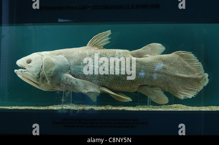 Quastenflosser (Latimeria Chalumnae) an das Naturhistorische Museum in Wien zu sehen. Stockfoto