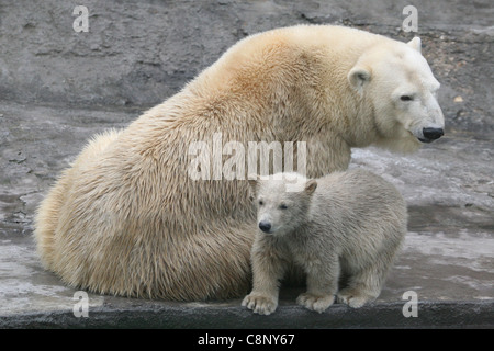 Eisbär (Ursus Maritimus) mit einer 3-Monats-Cub auf Moskau Zoo. Stockfoto