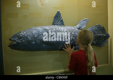 Quastenflosser (Latimeria chalumnae) am Zoologischen Museum in St. Petersburg, Russland gesehen. Stockfoto