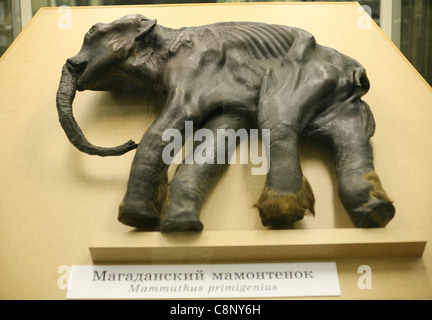 Mumie des berühmten Baby Mammut Dima im Zoologischen Museum in Sankt Petersburg, Russland. Stockfoto