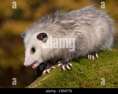 8 Monate alte Opossum auf einem Moos bedeckt ist zu protokollieren. Er ist ein Wildlife-Reha-Zentrum Aufdruck auf den Menschen und nicht in der Lage, freigesetzt werden. Stockfoto