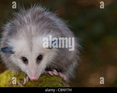 8 Monate alte Opossum auf einem Moos bedeckt ist zu protokollieren. Er ist ein Wildlife-Reha-Zentrum Aufdruck auf den Menschen und nicht in der Lage, freigesetzt werden. Stockfoto