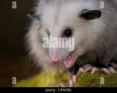 8 Monate alte Opossum auf einem Moos bedeckt ist zu protokollieren. Er ist ein Wildlife-Reha-Zentrum Aufdruck auf den Menschen und nicht in der Lage, freigesetzt werden. Stockfoto
