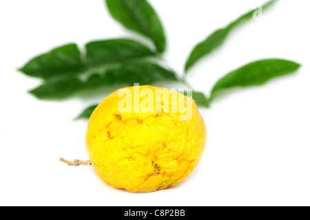 Passionsfrucht (Passiflora Edulis) auf weißem Hintergrund mit Blättern Stockfoto