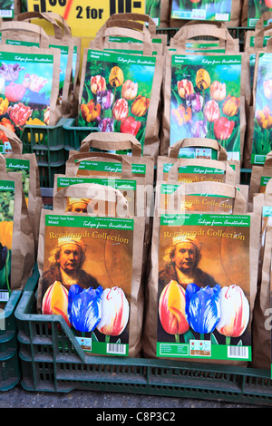 Rembrandt Souvenir Tulpen Birne Tulpenzwiebeln zu verkaufen Amsterdam Holland Niederlande Stockfoto