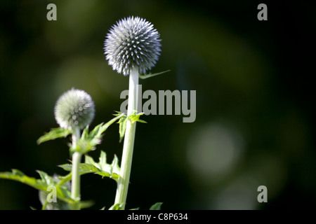 Nahaufnahme von Echinops Köpfe kommen gerade in voller Blüte Stockfoto