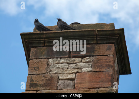 Zwei Dohlen sitting on Top of ein Schornstein aus rotem Sandstein mit blauem Himmel hinter Stockfoto